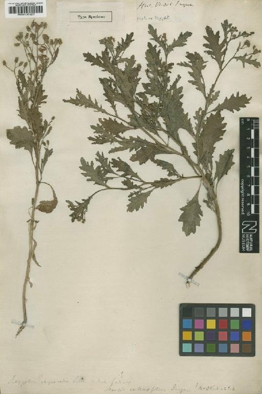 Senecio verbenaefolius Jacq. - BM001051007