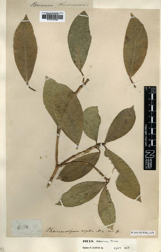 Ficus maxima Mill - BM000993282