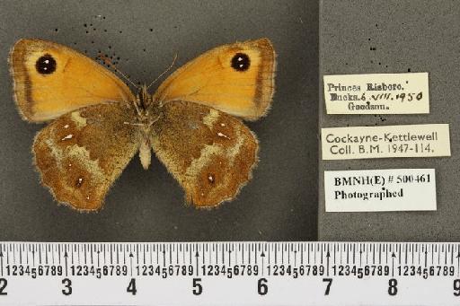 Pyronia tithonus britanniae ab. postlanceolata Leeds, 1950 - BMNHE_500461_810