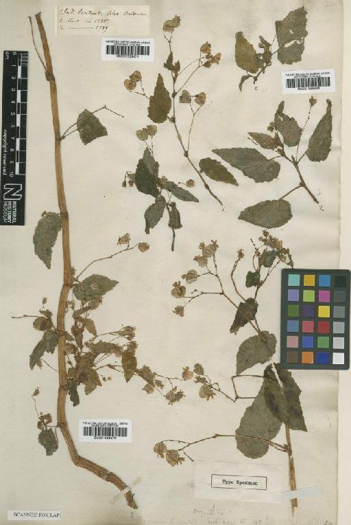 Begonia flexuosa A.DC. - BM001008470
