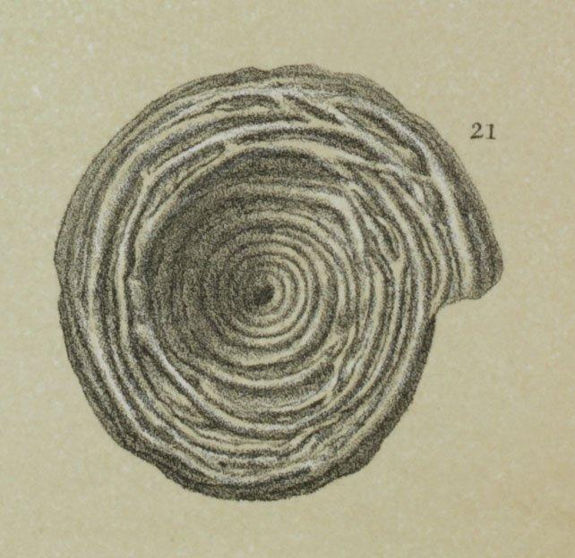 To NHMUK collection (Cornuspira crassisepta Brady, 1882; Syntype; NHMUK:ecatalogue:3092094)