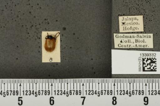 Isotes dilatata (Jacoby, 1887) - BMNHE_1339332_23078