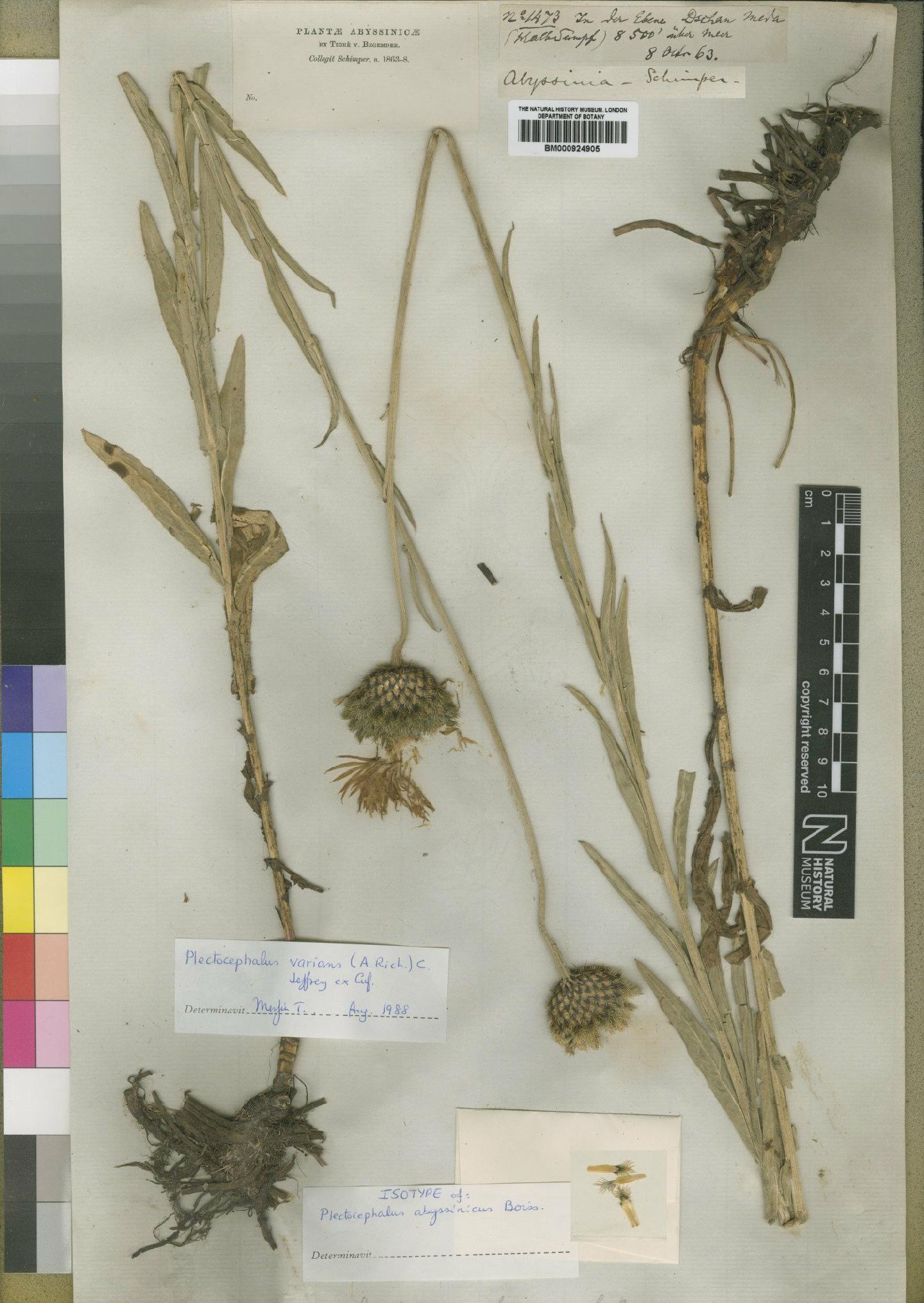 To NHMUK collection (Centaurea abyssinica (Boiss) Sch.Bip.; Isotype; NHMUK:ecatalogue:4553763)