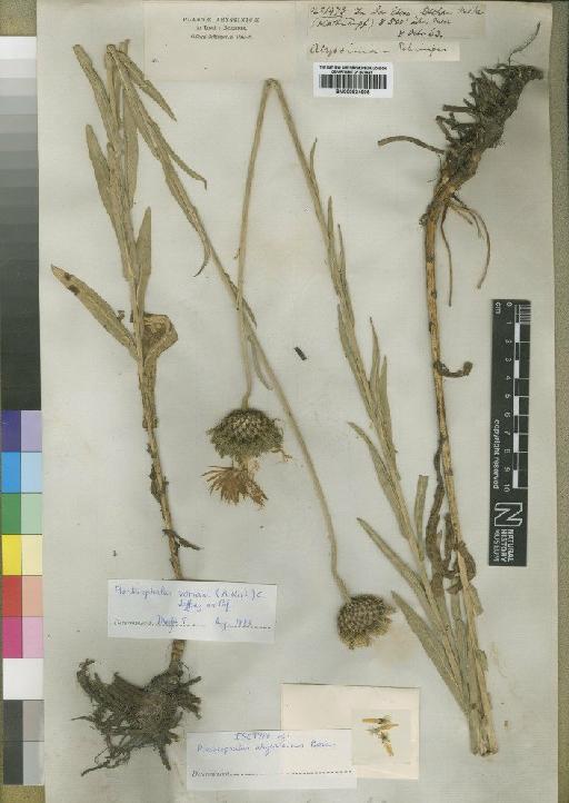 Centaurea abyssinica (Boiss) Sch.Bip. - BM000924905