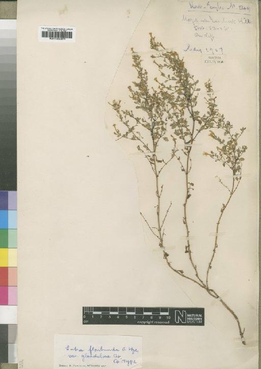 Sutera floribunda var. glandulosa Overk - BM000930614