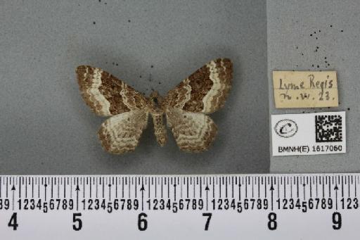 Epirrhoe alternata alternata (Müller, 1764) - BMNHE_1617060_315934