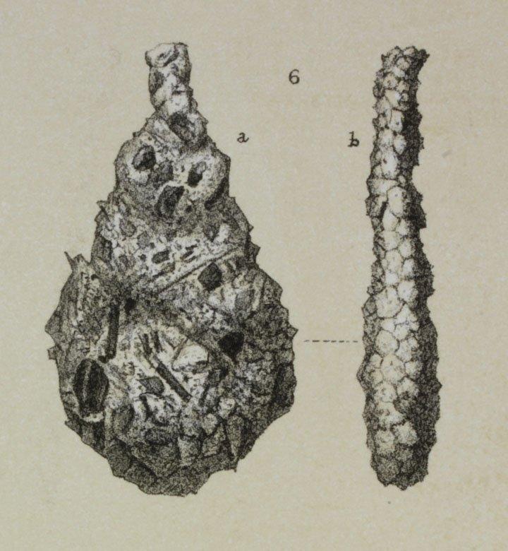 To NHMUK collection (Reophax ampullacea Brady, 1881; Syntype; NHMUK:ecatalogue:3093093)