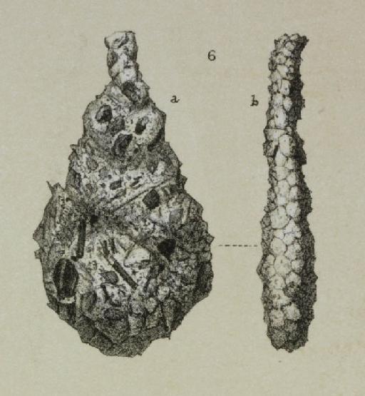 Reophax ampullacea Brady, 1881 - ZF2260_30_6_Lagenammina_arenulata.jpg