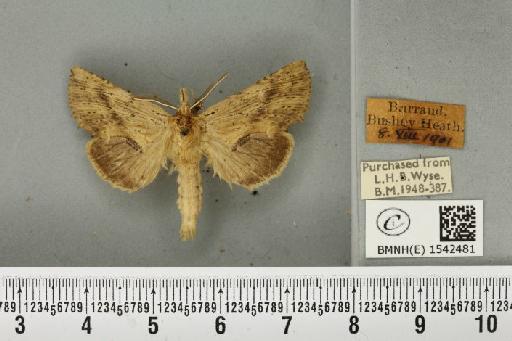 Pterostoma palpina palpina (Clerck, 1759) - BMNHE_1542481_246743