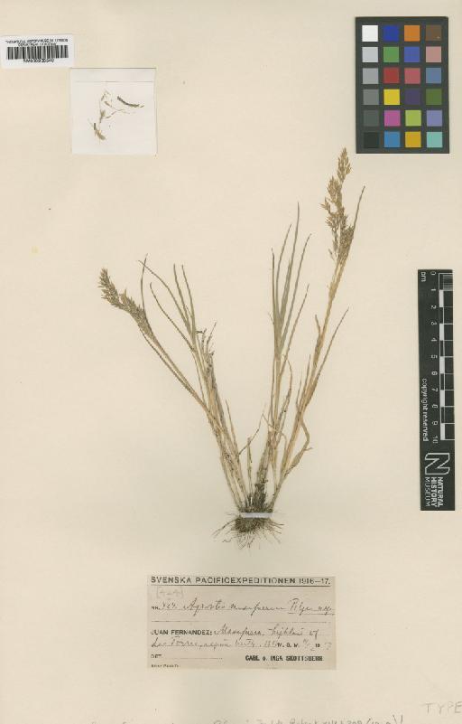 Agrostis masafuerana Pilg. - BM000938540