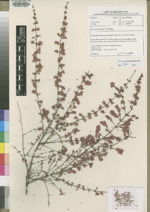 Erica jonasiana E.G.H.Oliv. - BM000525906