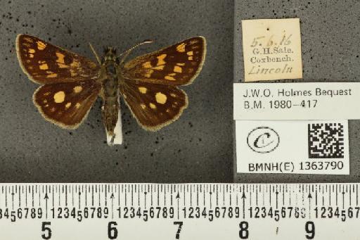 Carterocephalus palaemon (Pallas, 1771) - BMNHE_1363790_175942