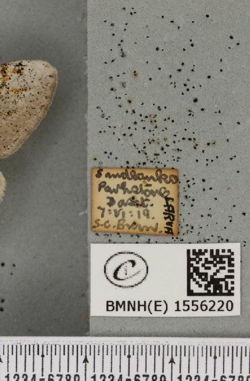Dicallomera fascelina (Linnaeus, 1758) - BMNHE_1556220_label_255987
