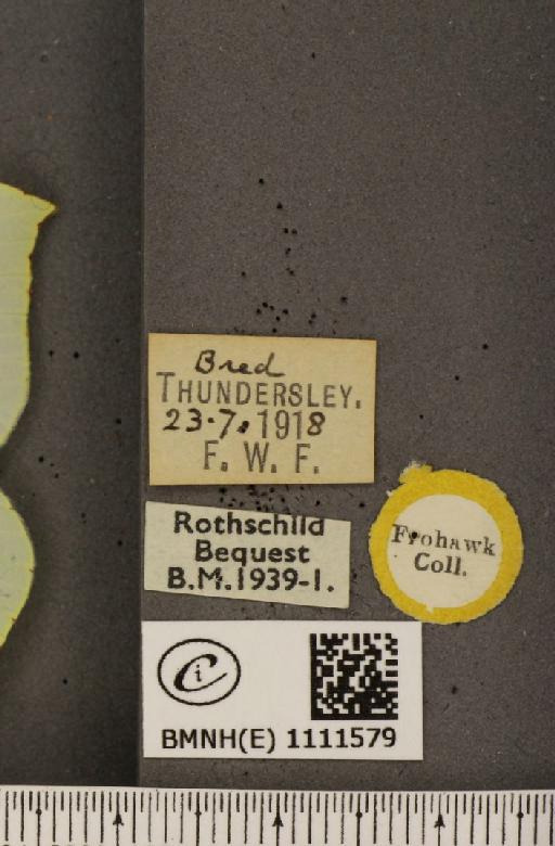 Gonepteryx rhamni rhamni Linnaeus, 1758 - BMNHE_1111579_label_64770