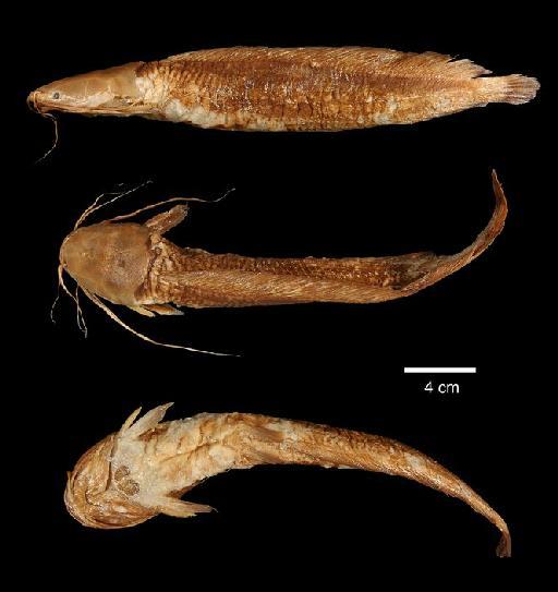 Clarias melanoderma Bleeker, 1858 - 1880.4.21.201; Clarias melanoderma; type; ACSI Project image