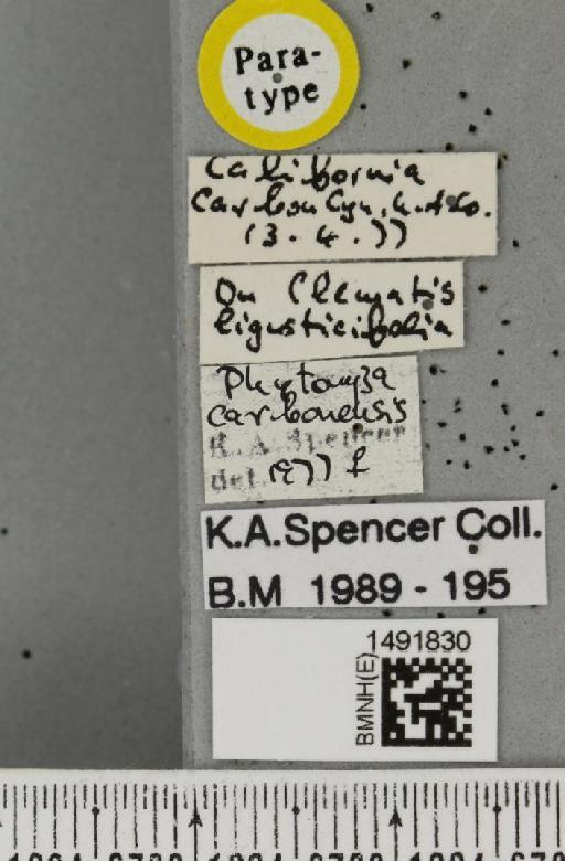 Phytomyza carbonensis Spencer, 1981 - BMNHE_1491830_label_53527