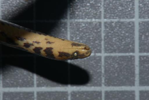 Atractus erythromelas Boulenger, 1903 - Image of specimen 1946.1.7.17