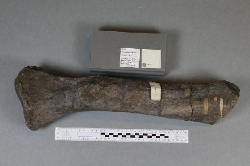 Iguanodon anglicus Holl, 1829 - 010033021_L010093875