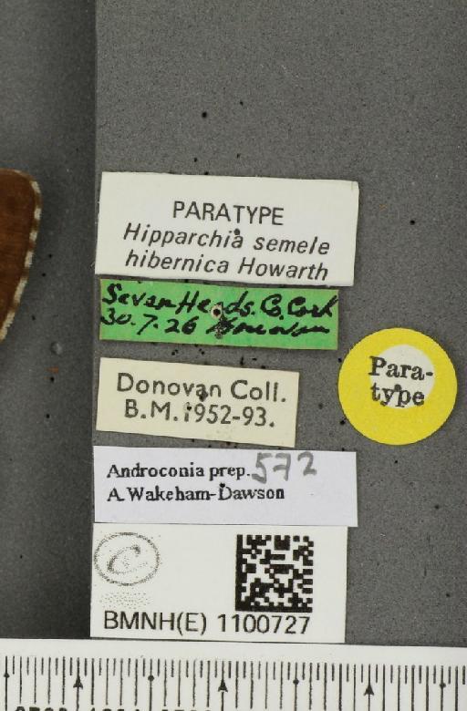 Hipparchia semele hibernica Howarth, 1971 - BMNHE_1100727_label_11818