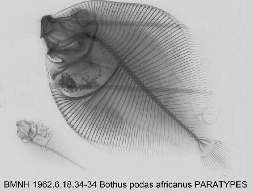 Bothus podas africanus Nielsen, 1961 - BMNH 1962.6.18.34-34 Bothus podas africanus PARATYPES