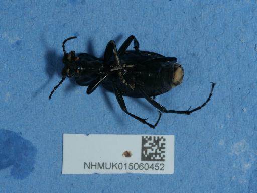 Carabus (Mesocarabus) problematicus Herbst, 1786 - 015060452_2