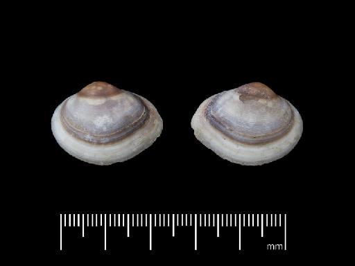 Cyrena salmacida subterclass Euheterodonta Morelet, 1851 - 1893.2.4.2036-2037, SYNTYPES, Cyrena salmacida Morelet, 1851