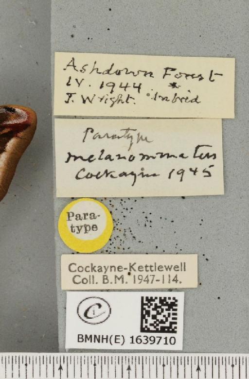 Saturnia pavonia ab. melanommatus Cockayne, 1945 - BMNHE_1639710_label_203759