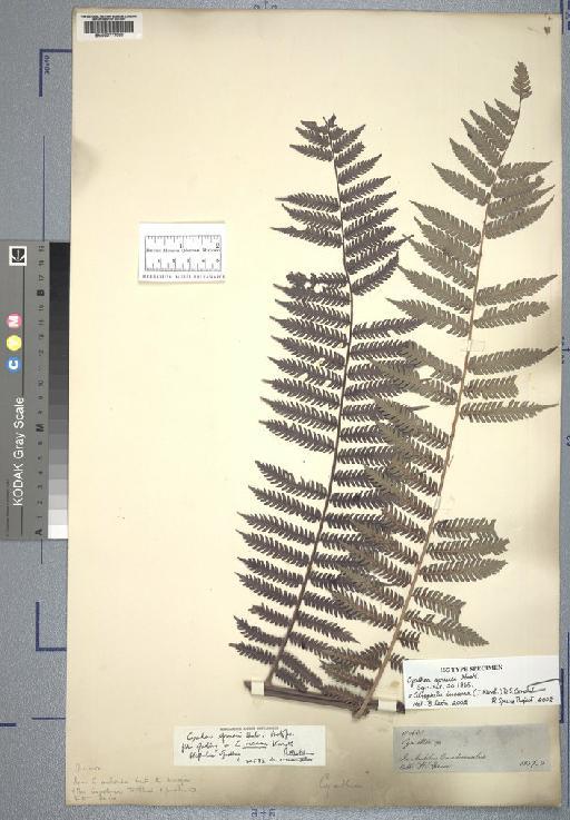 Nephelea incana (H.Karst.) Gastony - Spruce - BM000777022