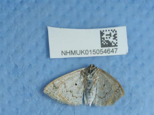 Scopula immutata contramutata (Prout, 1920) - 015054647_1