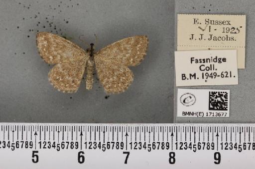 Scopula immorata (Linnaeus, 1758) - BMNHE_1713677_267645
