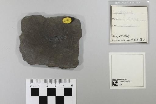 Leptolepis Agassiz, 1843 - 010035078_L010097766