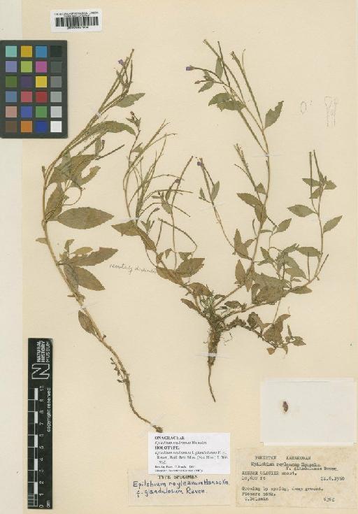 Epilobium royleanum Hausskn - BM000957934