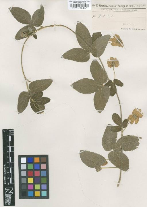 Dalechampia scandens L. - BM000504562