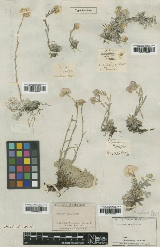 Antennaria parviflora Nutt. - BM001025553