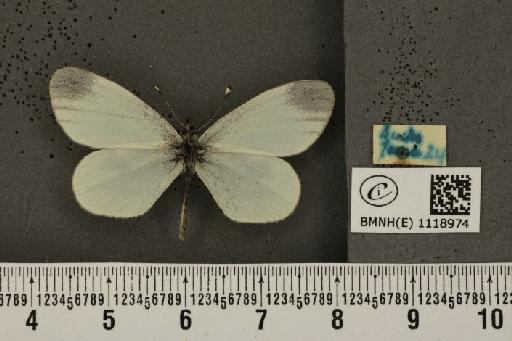 Leptidea sinapis sinapis Linnaeus, 1758 - BMNHE_1118974_74148