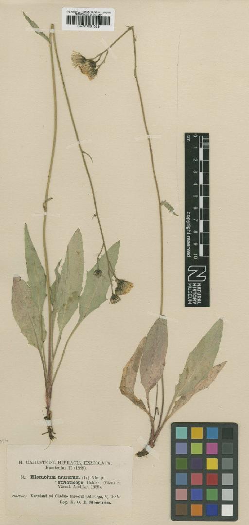 Hieracium levicaule subsp. striaticeps (Dahlst.) Zahn - BM001051036