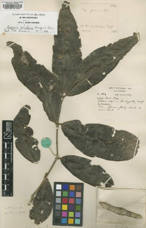 Eugenia paludosa Pancher ex Brongn. & Gris - BM000053518