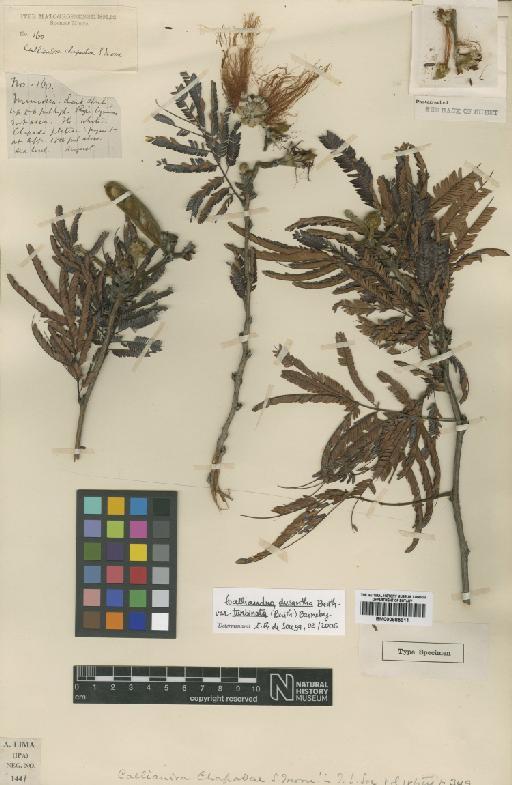 Calliandra dysantha var. turbinata (Benth.) Barneby - BM000885811