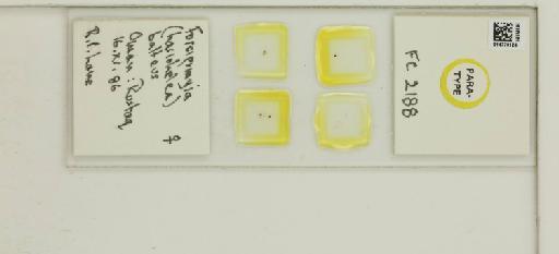 Forcipomyia balteus Boorman - 014770124_812361_1335219_157690_Type