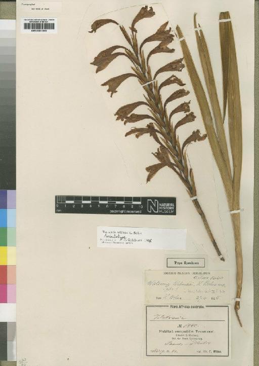 Watsonia wilmsii L.Bolus - BM000911992