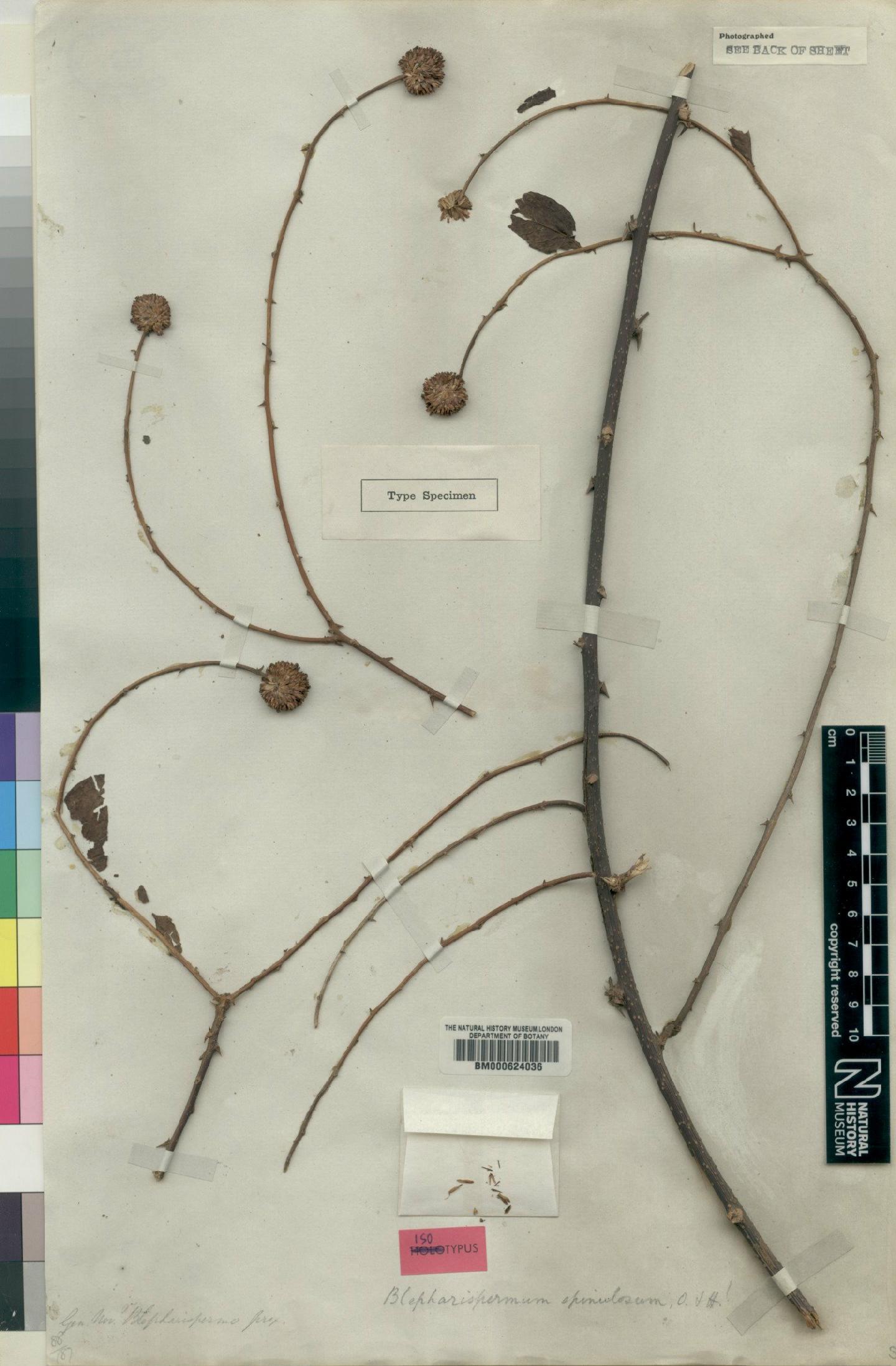 To NHMUK collection (Blepharispermum spinulosum Oliv. & Hiern; Isotype; NHMUK:ecatalogue:4528657)