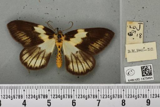 Abraxas grossulariata (Linnaeus, 1758) - BMNHE_1875854_436299