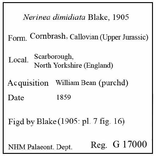 Nerinea dimidiata Blake, 1905 - G 17000. Nerinea dimidiata (label)