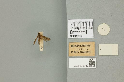 Apsilochorema malayanum Banks, 1931 - 012499041_reverse