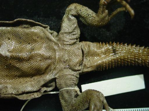 Phymaturus palluma Molina, 1782 - Centrura flagellifer type 1946.8.29.84 008.JPG