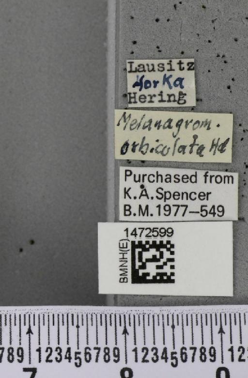 Ophiomyia orbiculata (Hendel, 1931) - BMNHE_1472599_label_60423