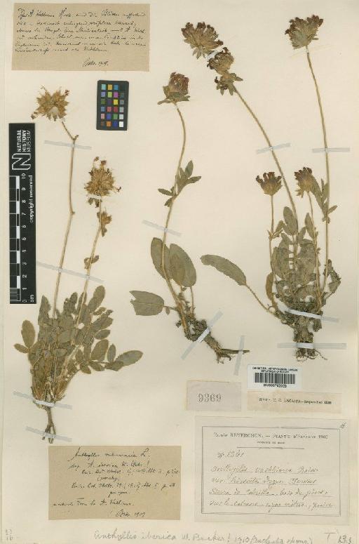 Anthyllis vulneraria subsp. iberica Jalas - BM000752020