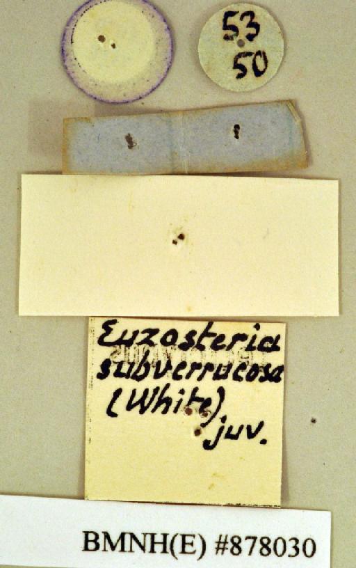 Polyzosteria figurata Walker, 1868 - Polyzosteria figurata Walker, F, 1868, juvenile, lectotype, labels (reverse). Photographer: Heidi Hopkins. BMNH(E)#878030