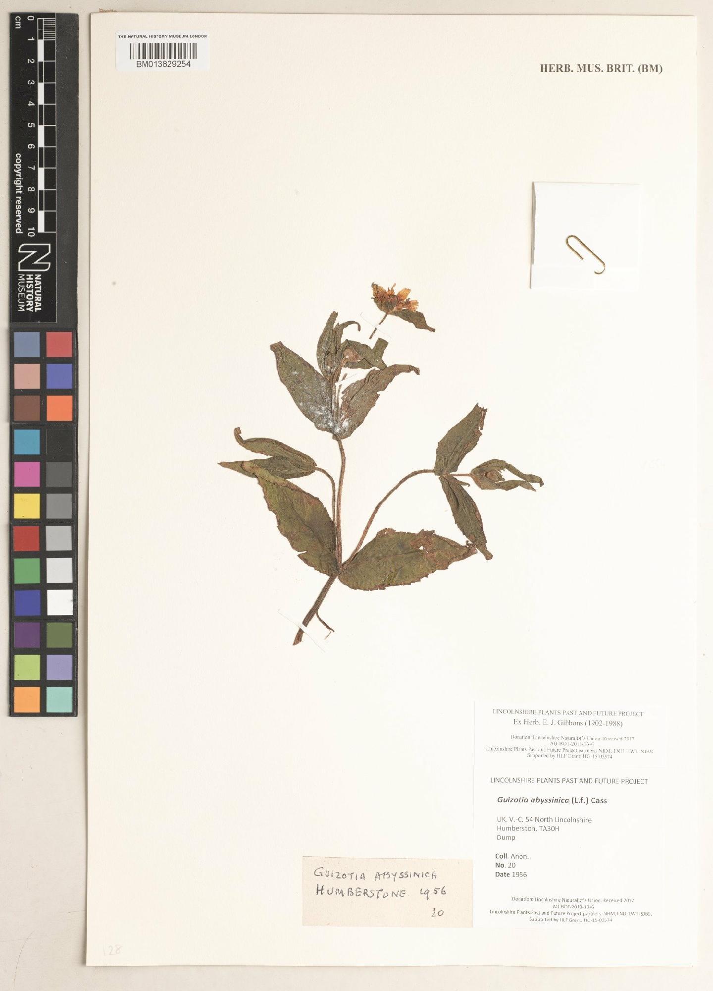 To NHMUK collection (Guizotia abyssinica Cass.; NHMUK:ecatalogue:9474935)