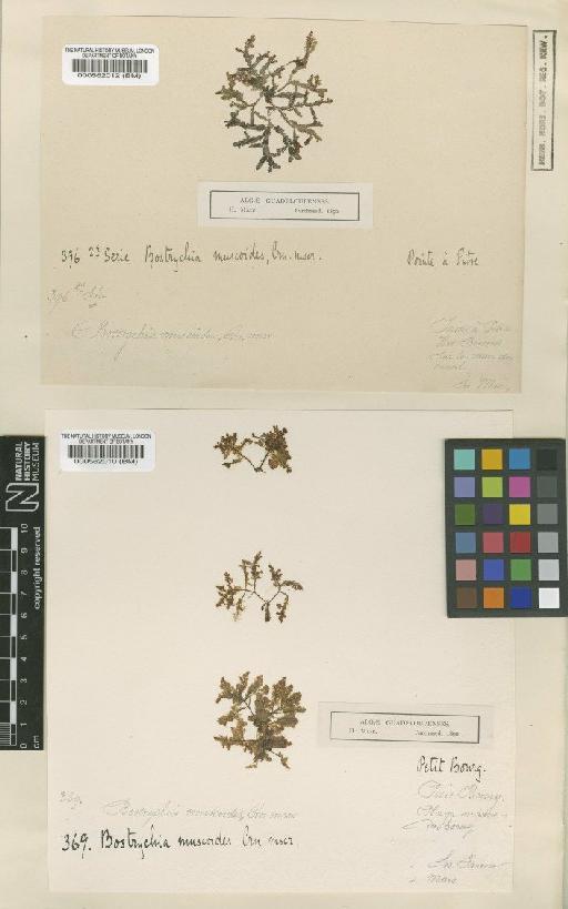 Bostrychia tenella (J.V.Lamour.) Agardh - BM000562012